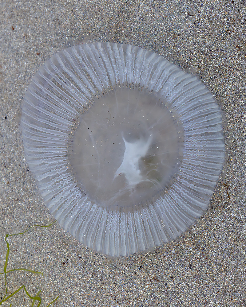 Crystal jelly